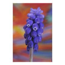 USA, Oregon, Portland. Close-up of blue grape Photographic Print
