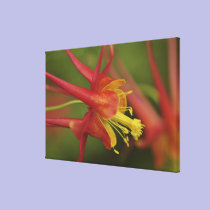 USA, Oregon, Portland. Close-up of columbine canvas prints
