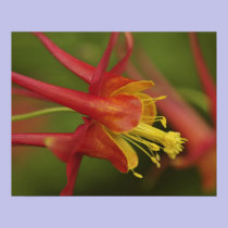 USA, Oregon, Portland. Close-up of columbine posters