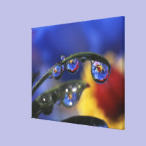 USA, Oregon, Portland, Close-up of ladybird canvas prints