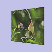 USA, Oregon, Portland. Male cedar waxwing canvas prints
