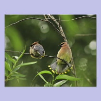 USA, Oregon, Portland. Male cedar waxwing photography