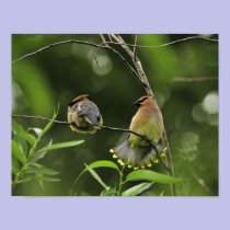USA, Oregon, Portland. Male cedar waxwing posters