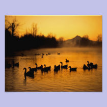 USA, Oregon, Portland. Waterfowl in Columbia photography