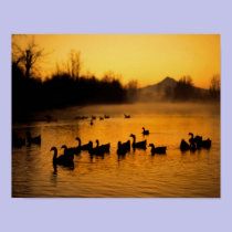 USA, Oregon, Portland. Waterfowl in Columbia posters
