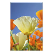 USA, Oregon, Willamette Valley, Close UP of 2