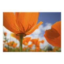 USA, Oregon, Willamette Valley, Close UP of Photo Print