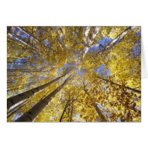 USA, Pacific Northwest. Aspen trees in autumn Cards