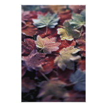 USA, Pacific Northwest. Japanese maple leaves Photographic Print