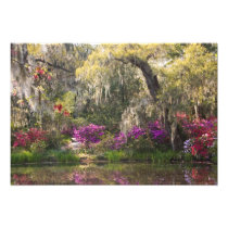 USA, South Carolina, Charleston. Cypress Trees 2