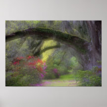 USA, South Carolina, Magnolia Gardens. Posters