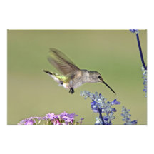 USA, Texas, Hill Country. Female black-chinned Art Photo