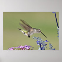 USA, Texas, Hill Country. Female black-chinned