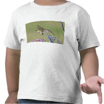 USA, Texas, Hill Country. Female black-chinned Tee Shirt