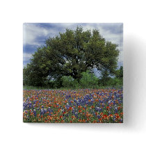 USA, Texas, Marble Falls Paintbrush and