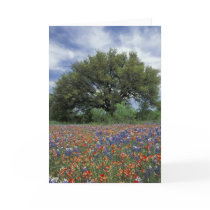 USA, Texas, Marble Falls Paintbrush and
