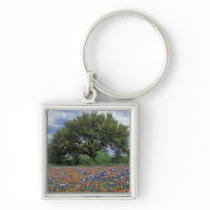 USA, Texas, Marble Falls Paintbrush and