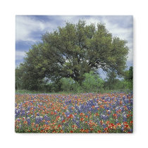 USA, Texas, Marble Falls Paintbrush and