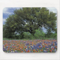 USA, Texas, Marble Falls Paintbrush and