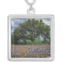 USA, Texas, Marble Falls Paintbrush and