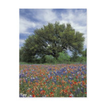 USA, Texas, Marble Falls Paintbrush and
