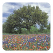 USA, Texas, Marble Falls Paintbrush and