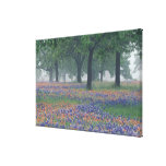 USA, Texas, Texas Hill Country Expansive field Gallery Wrapped Canvas
