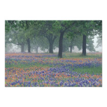 USA, Texas, Texas Hill Country Expansive field