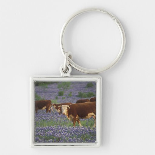 USA, Texas, Texas Hill Country, Hereford Keychain