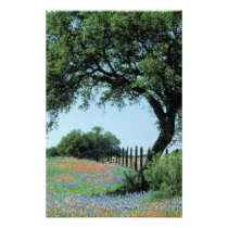 USA, Texas, Texas Hill Country Paintbrush and