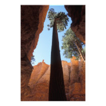 USA, Utah, Bryce Canyon National Park. Tall