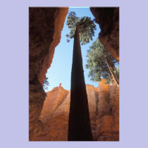 USA, Utah, Bryce Canyon National Park. Tall photography