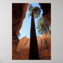 USA, Utah, Bryce Canyon National Park. Tall