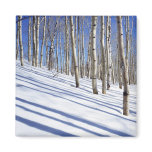 USA, Utah, Dixie National Forest, Aspen Grove Refrigerator Magnet