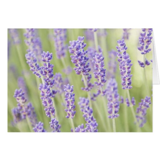 USA, WA, Squim, Lavendar (Selective Focus) Cards