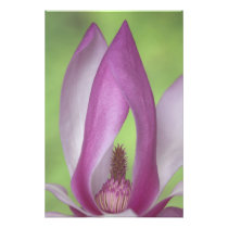 USA, Washington. Close-up of magnolia blossom.