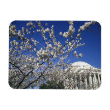 USA, Washington DC. Cherry Blossom Festival and 2 Magnets