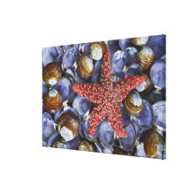 USA, Washington, Hood Canal, Seabeck. Close-up Stretched Canvas Prints