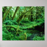 USA, Washington, Olympic Nat. Park, Hoh Rain Posters