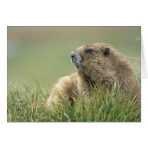 USA, Washington, Olympic NP, Olympic Marmot Greeting Card
