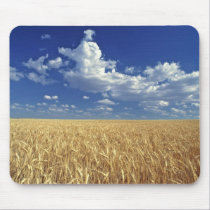 USA, Washington State, Colfax. Ripe wheat mousepads
