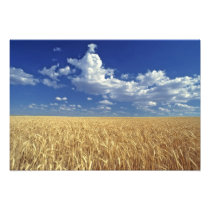 USA, Washington State, Colfax. Ripe wheat