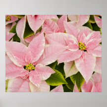USA, Washington, Woodinville, Molbak's Nursery, 4 Poster