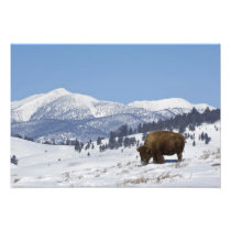 USA, WY, Yellowstone NP, American Bison Bison