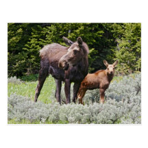 USA, Wyoming, Bighorn Mountains, moose Alces Post Cards