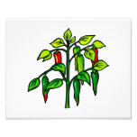 Usine de piment beaucoup de poivrons graphiques  tirage photo
