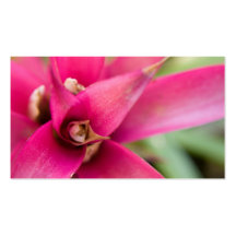 Usine flamboyante magenta de Bromeliad d'épée Modèle De Carte De Visite