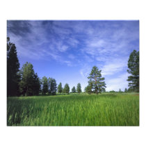 UTAH. USA. Ponderosa pines Pinus ponderosa) &