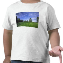 UTAH. USA. Ponderosa pines Pinus ponderosa) & Shirts