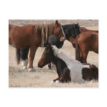 Utah Wild Mustangs postcards